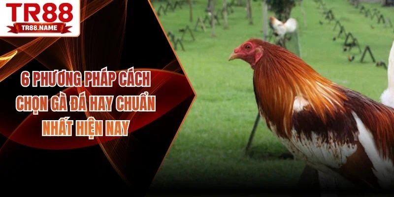 cách chọn gà đá hay